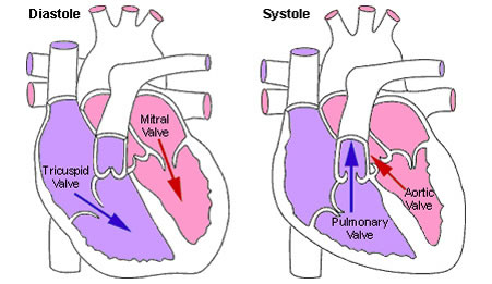 diastole