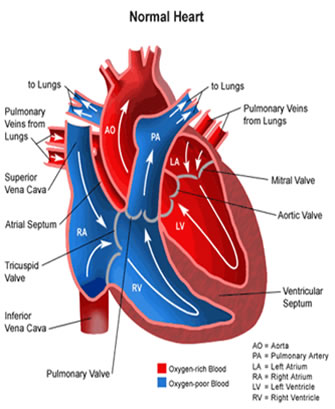 anatomy heart - The Circulatory System