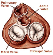 Pulmonary vavle